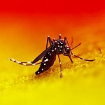 Aedes Mosquito