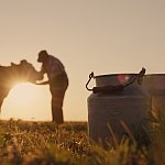 Silhouette of a farmer standing with a cow, with milk cans in the foreground.