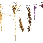 Computer generated image of six differently-shaped brain cells that may be harmed first by Alzheimer’s disease: SST_3, SST-11, SST_19, SST_25, SNCG_4, and LAMP_5.