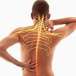 Illustration of nerves and spinal cord on a photo of a man touching his back.